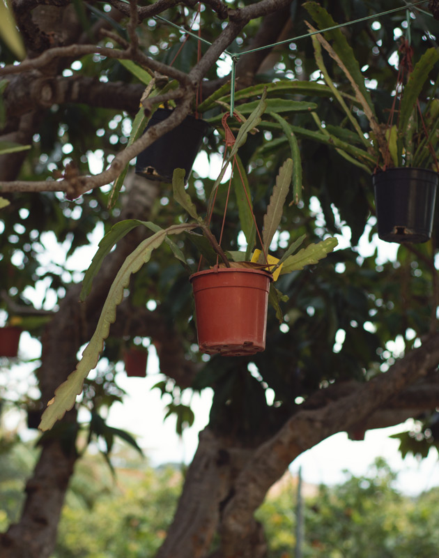 Plant pot hanging in tree