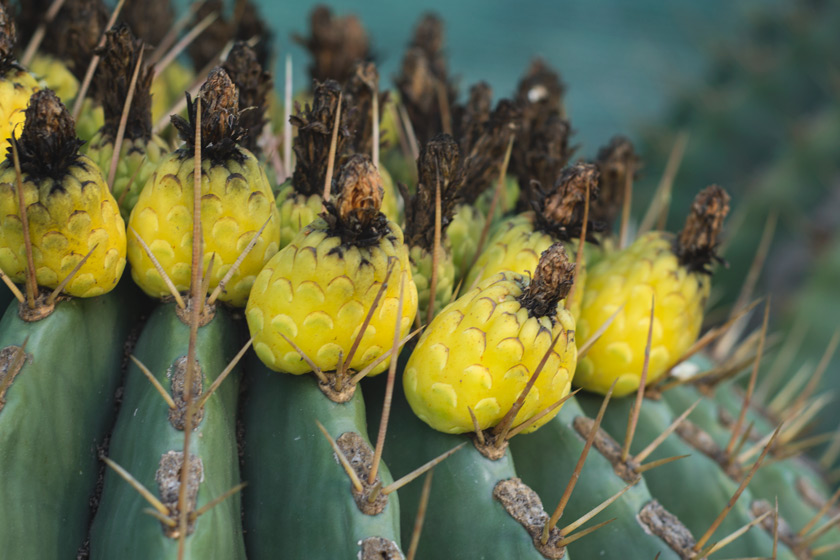 Yellow cactus flowers