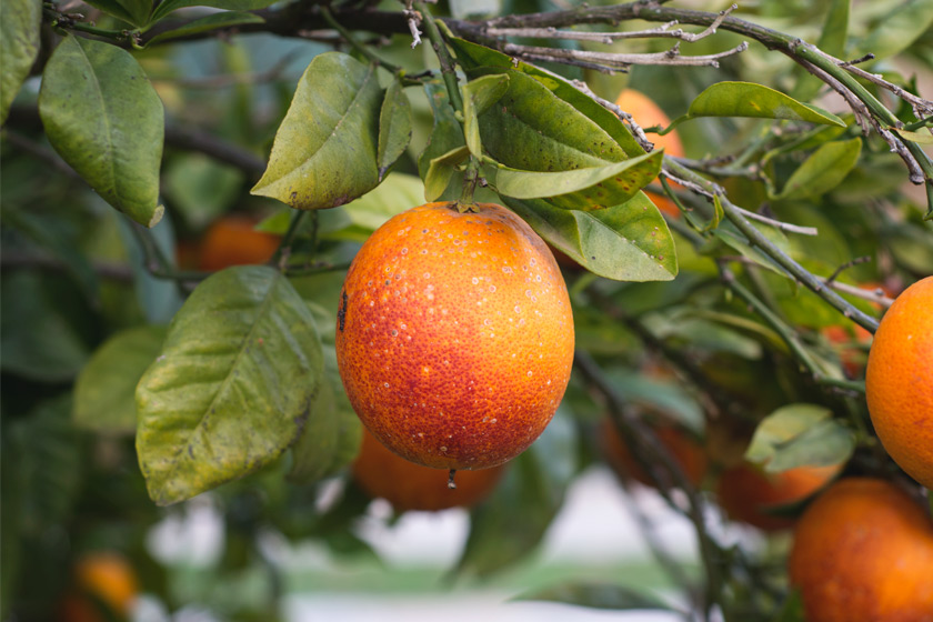 Orange hanging in tree