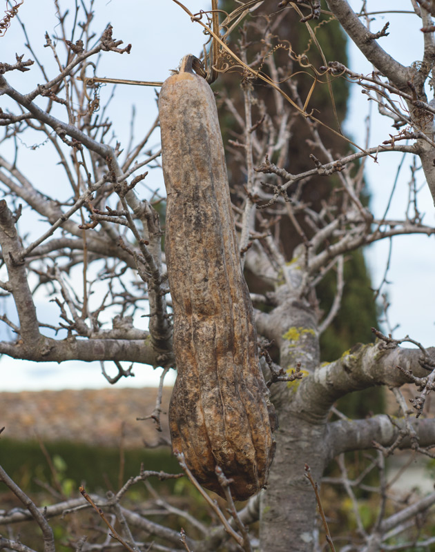 Loofah hanging in tree