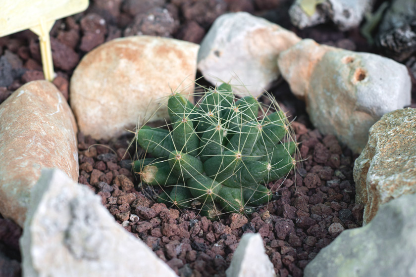 Cactus on gravel and rock