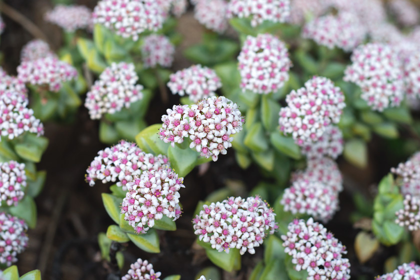 Flowering succulents