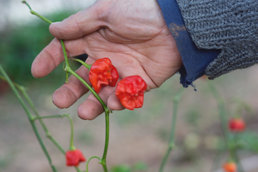 Red chillies