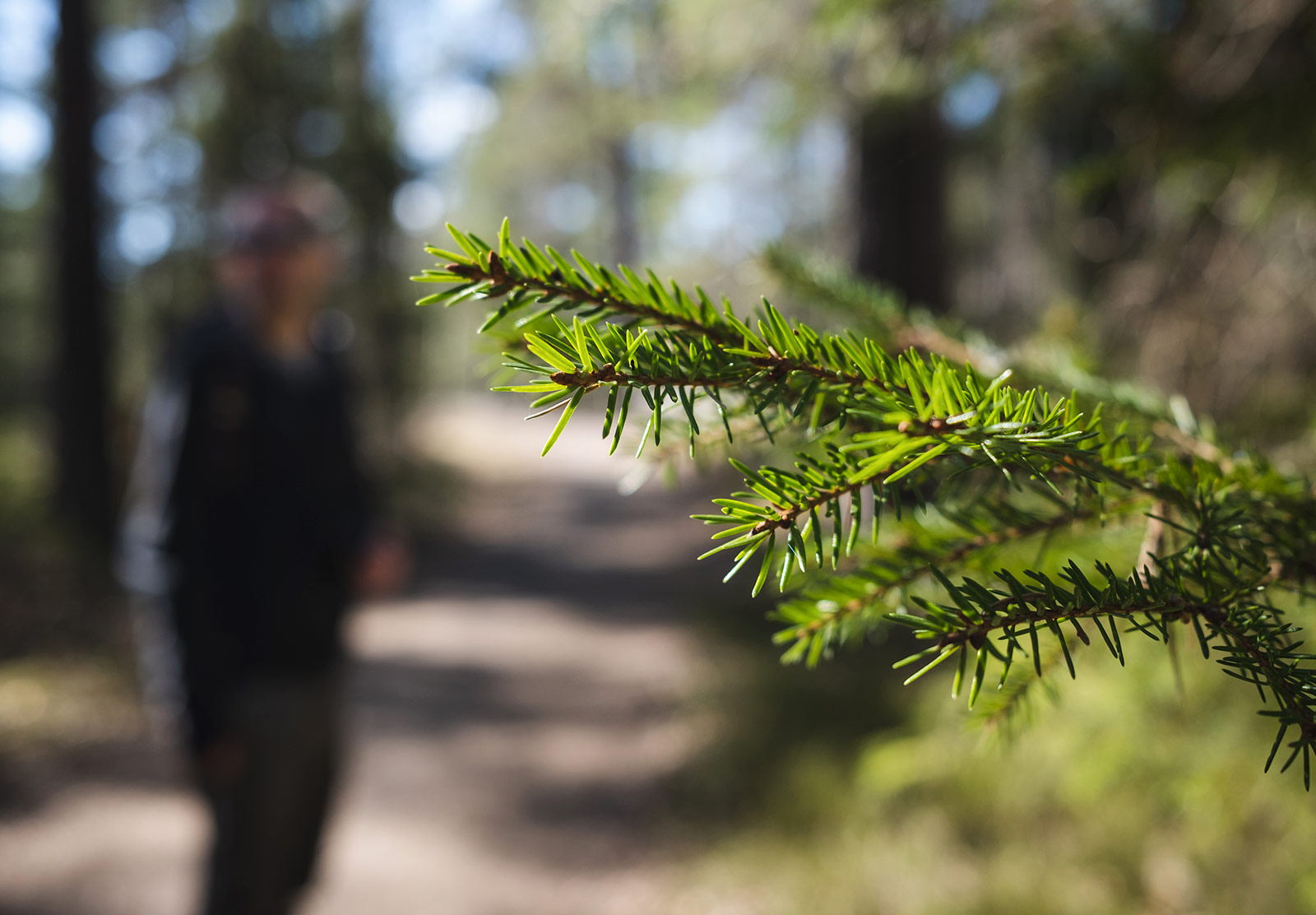Closeup of pine needles