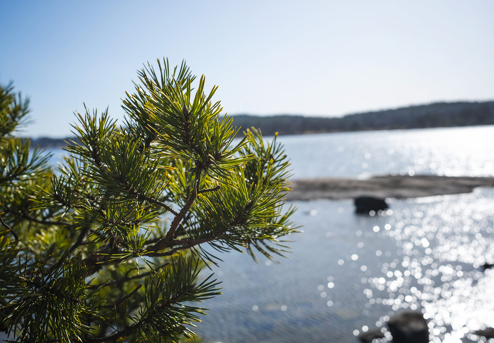 Branch in front of water