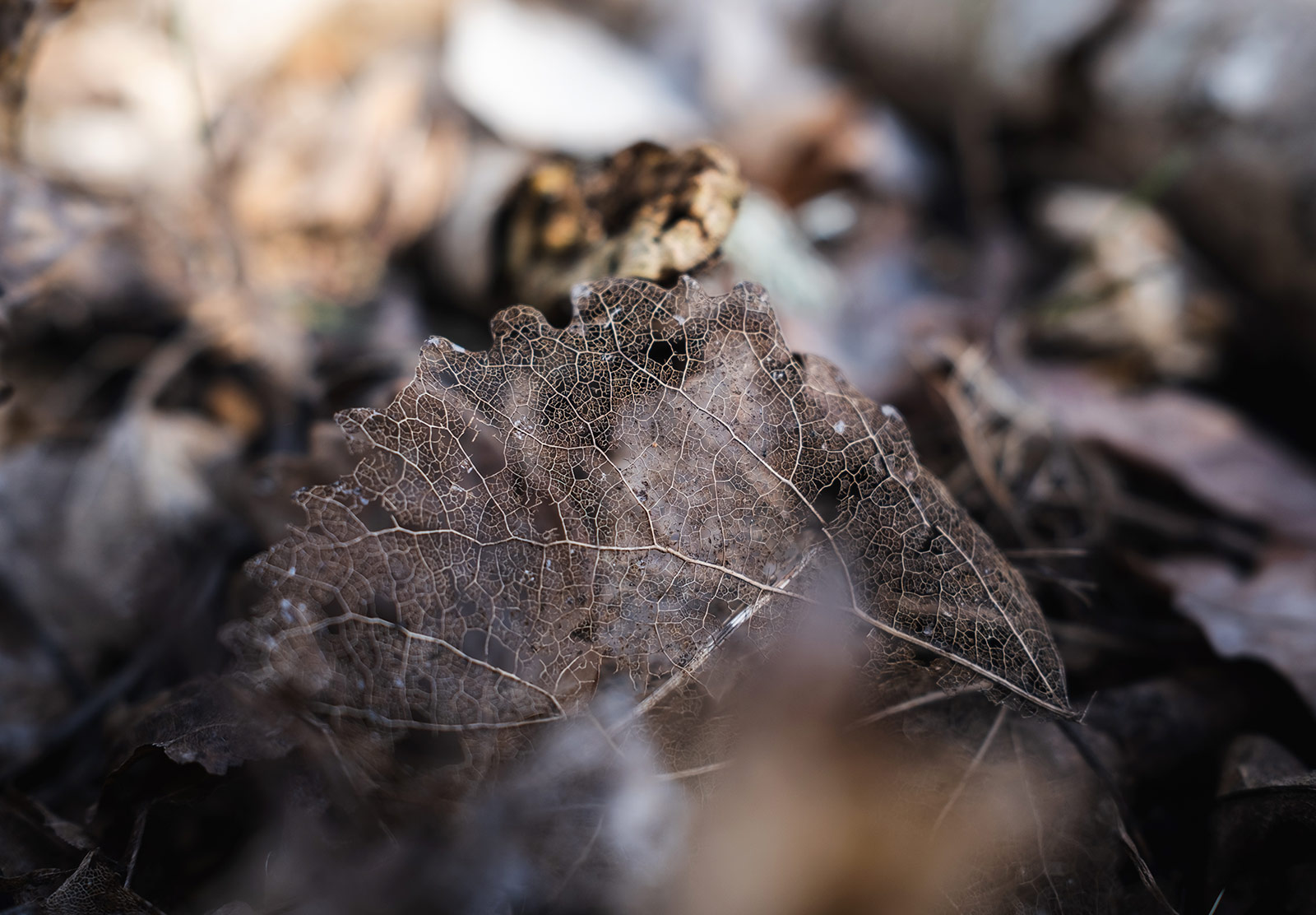 Leaf skeleton on the ground