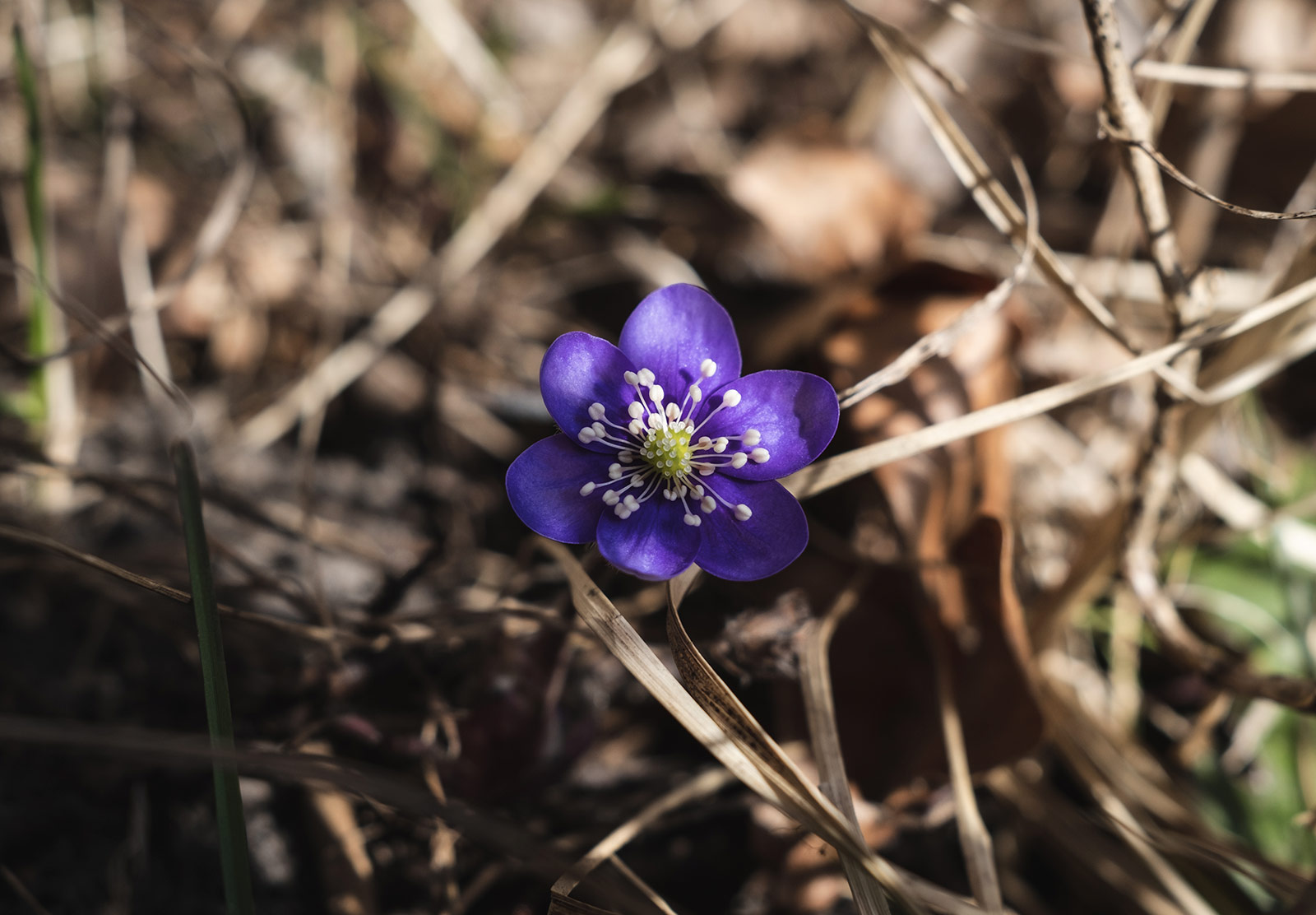 Small purple flower