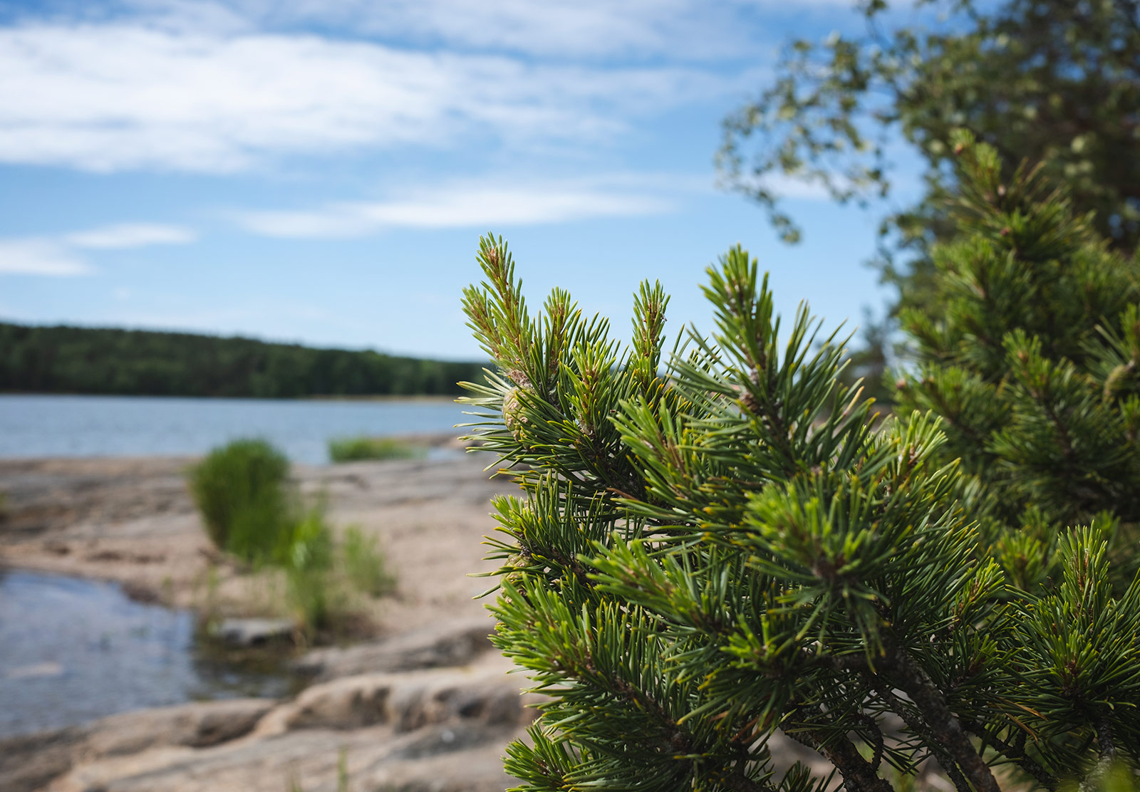 Closeup of spruce