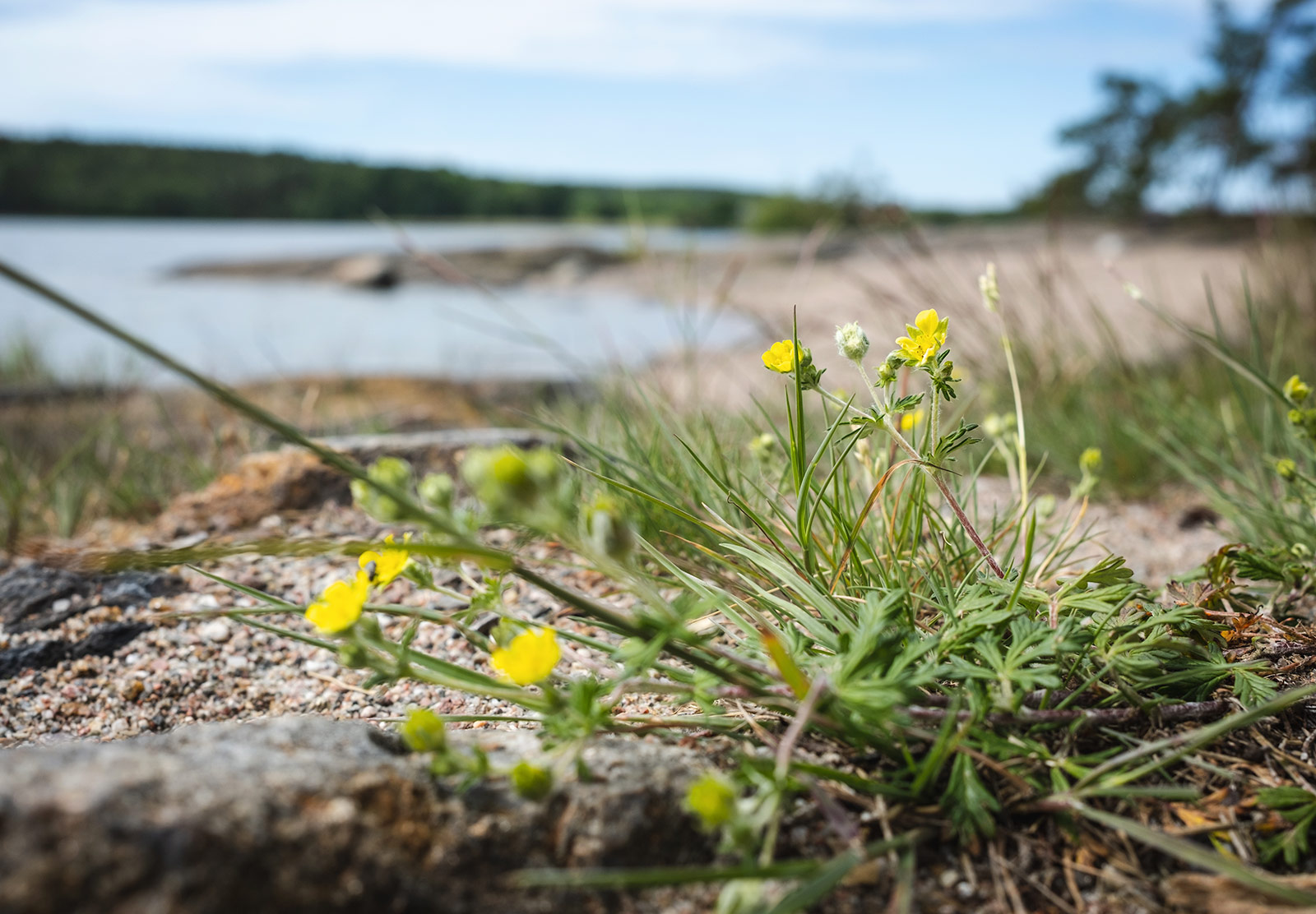 Small yellow flowers