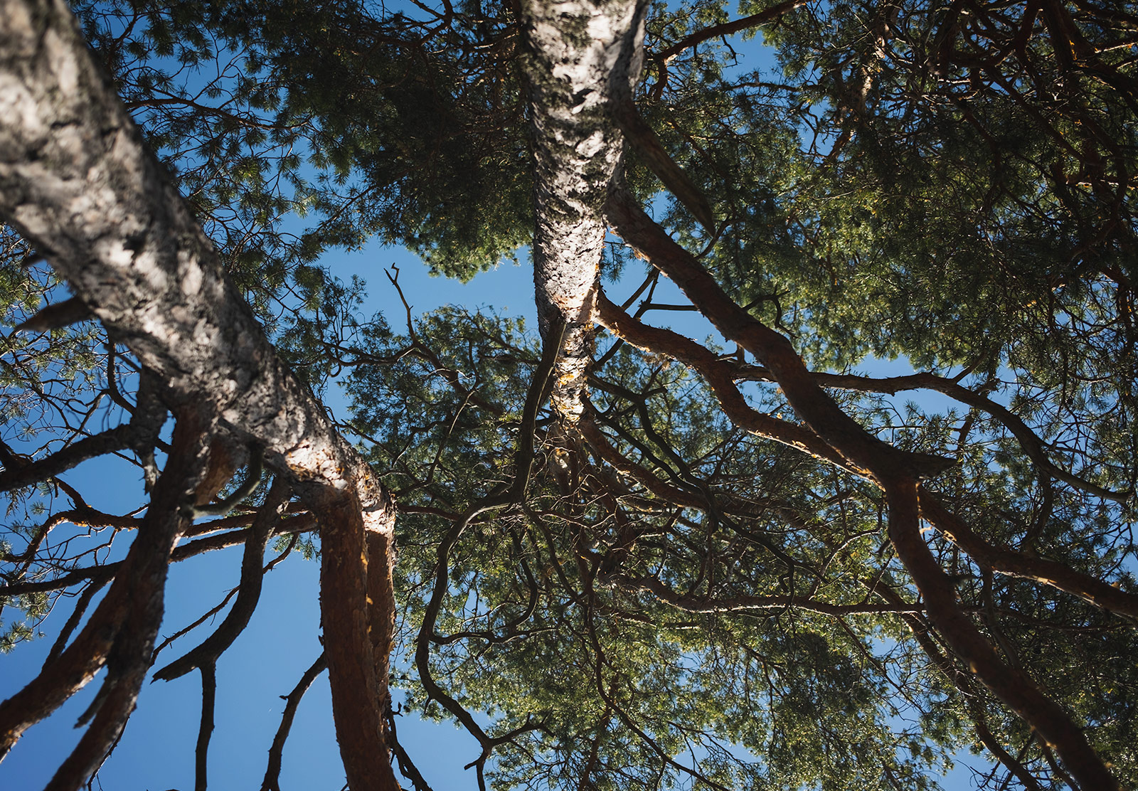 Looking up at treetops
