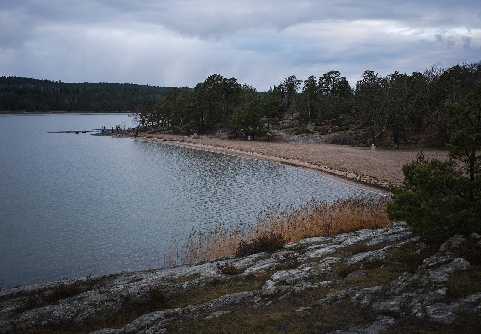 Beach and forest
