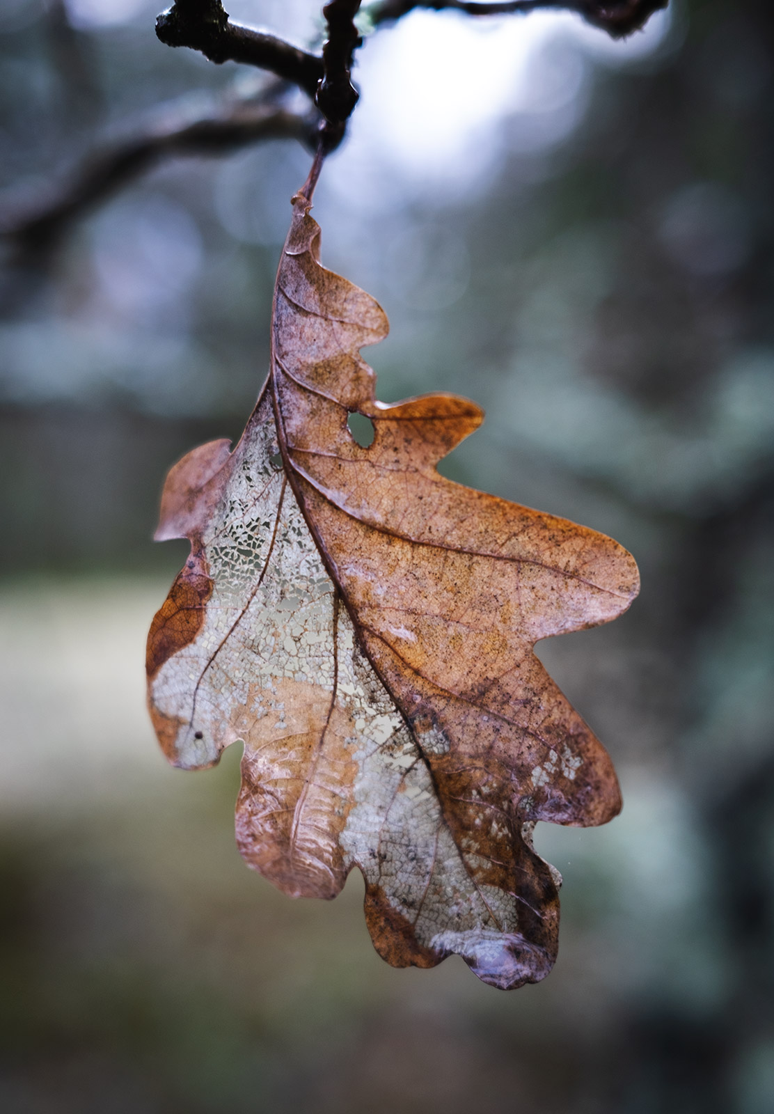 Leaf veins
