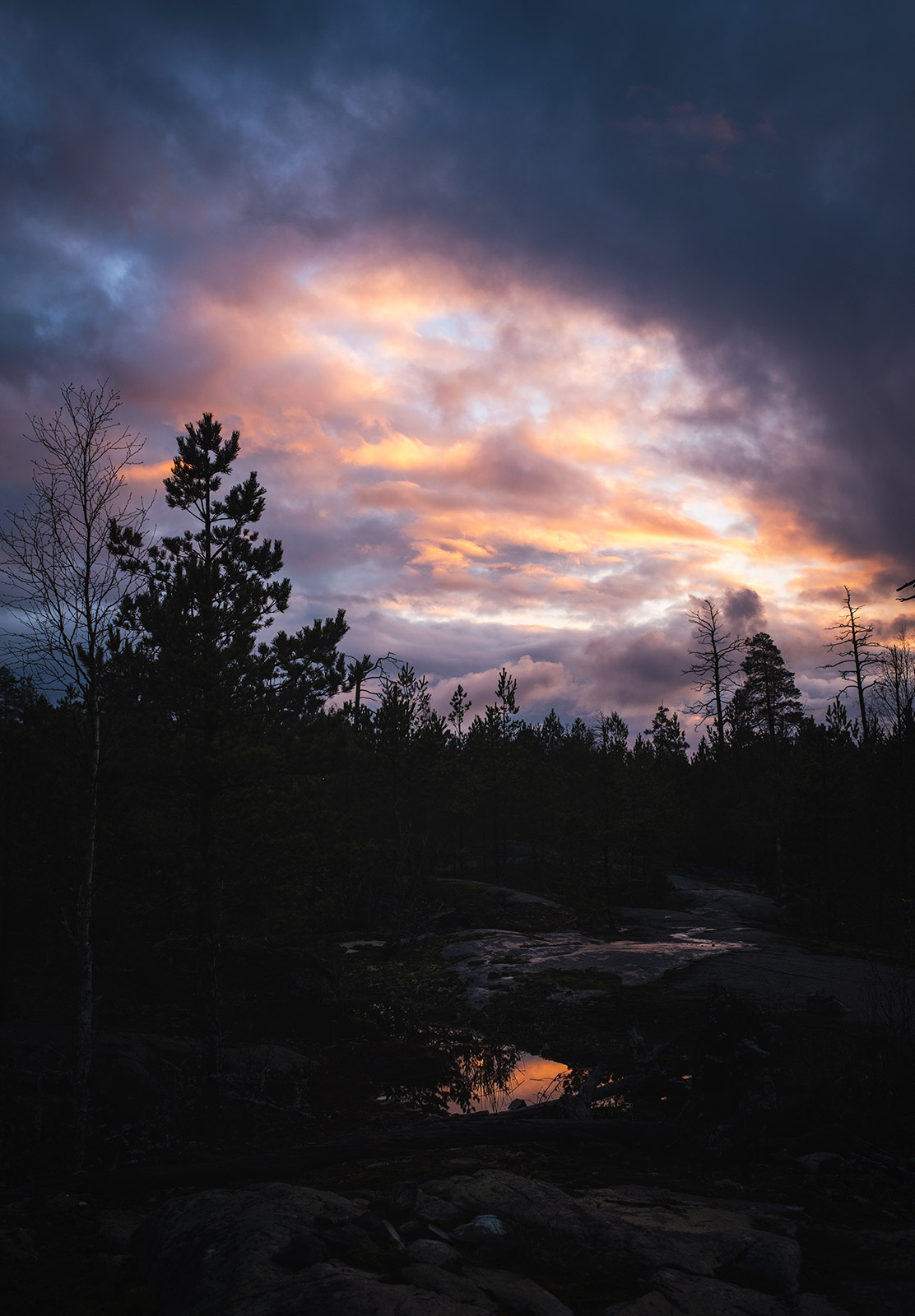Trees against sunset