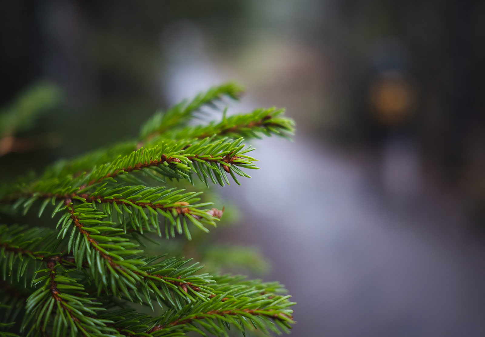 Green spruce needles