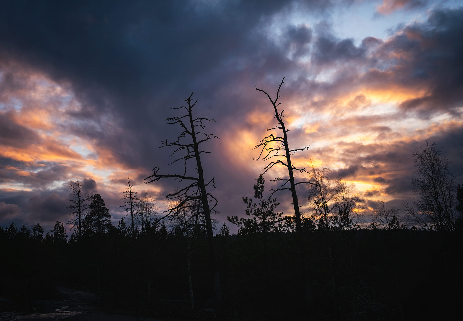 Tree silhouettes