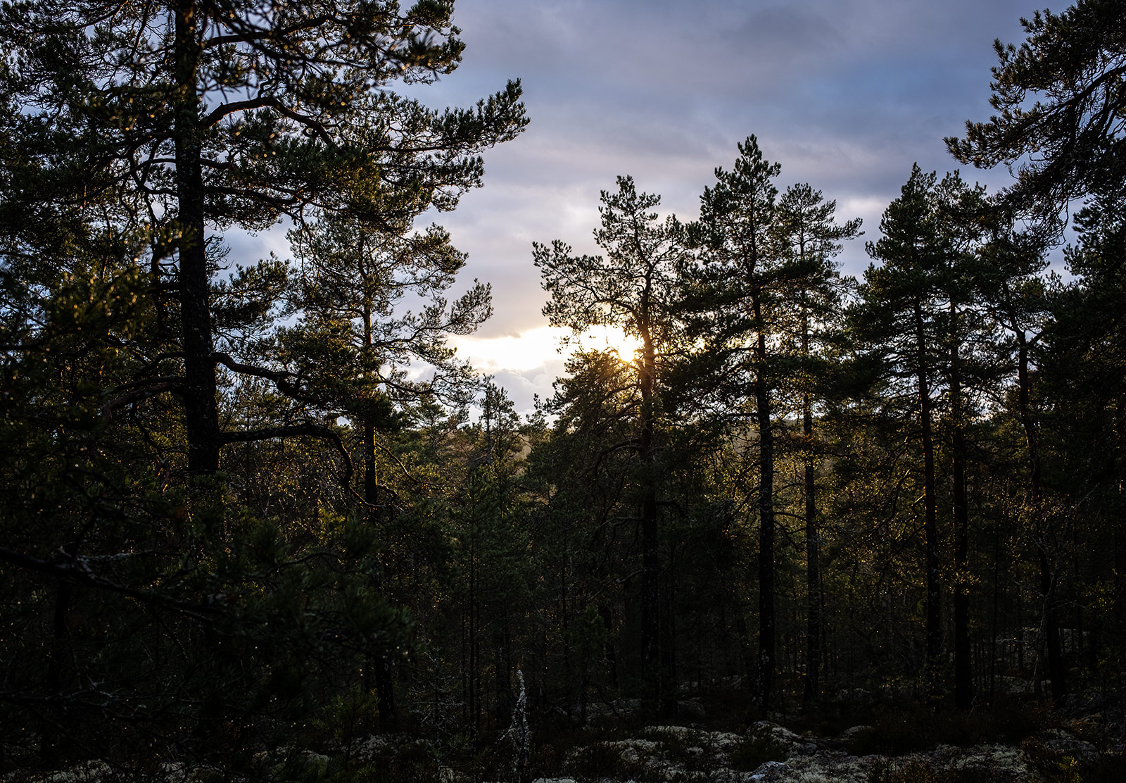Sun shining through trees
