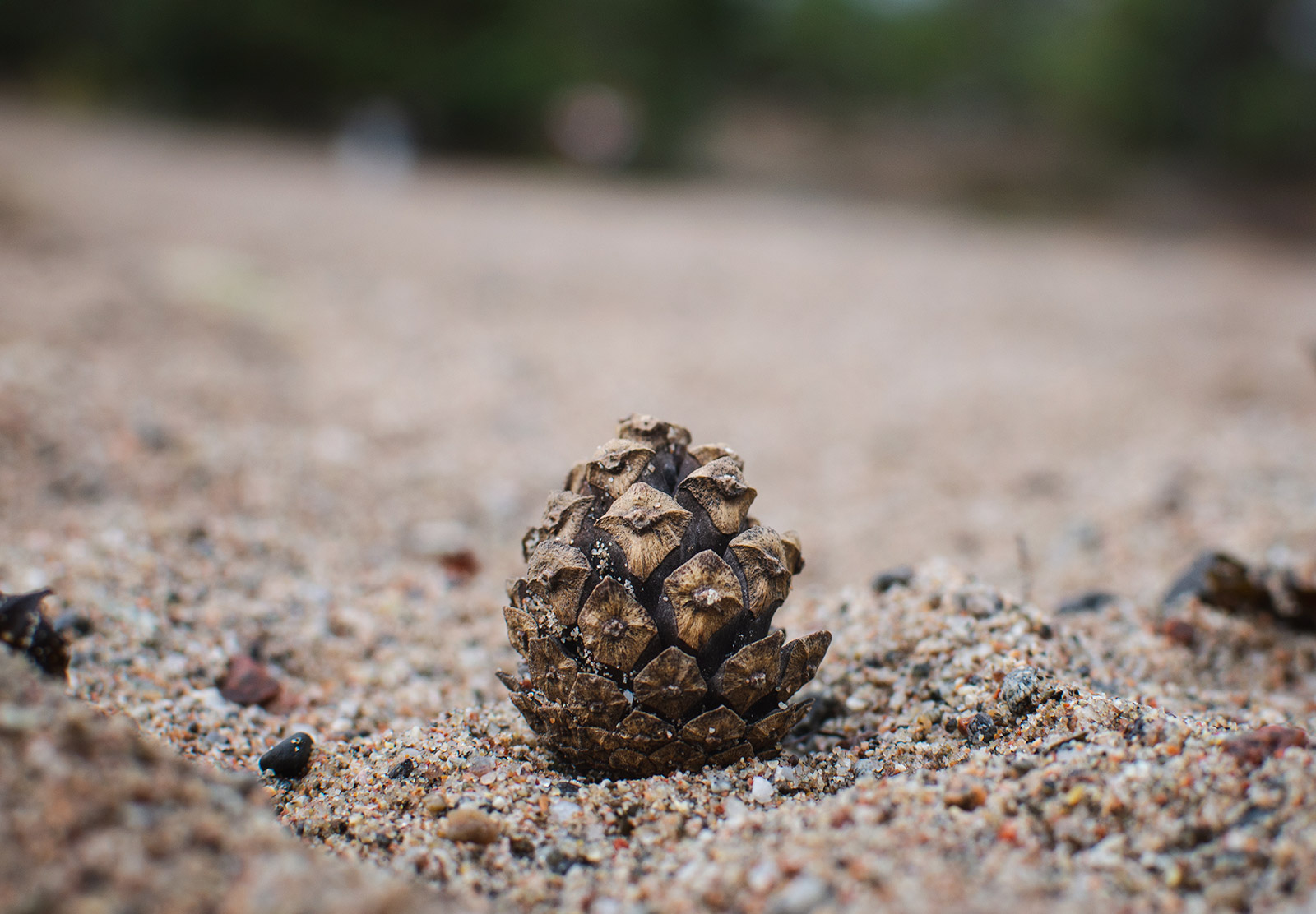 Pinecone on the sand