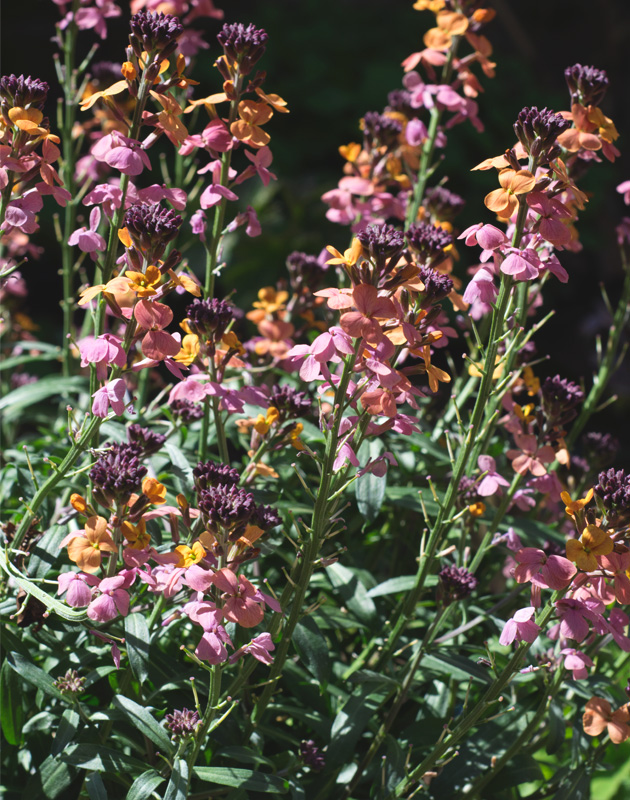 Multicoloured erysimum flowers