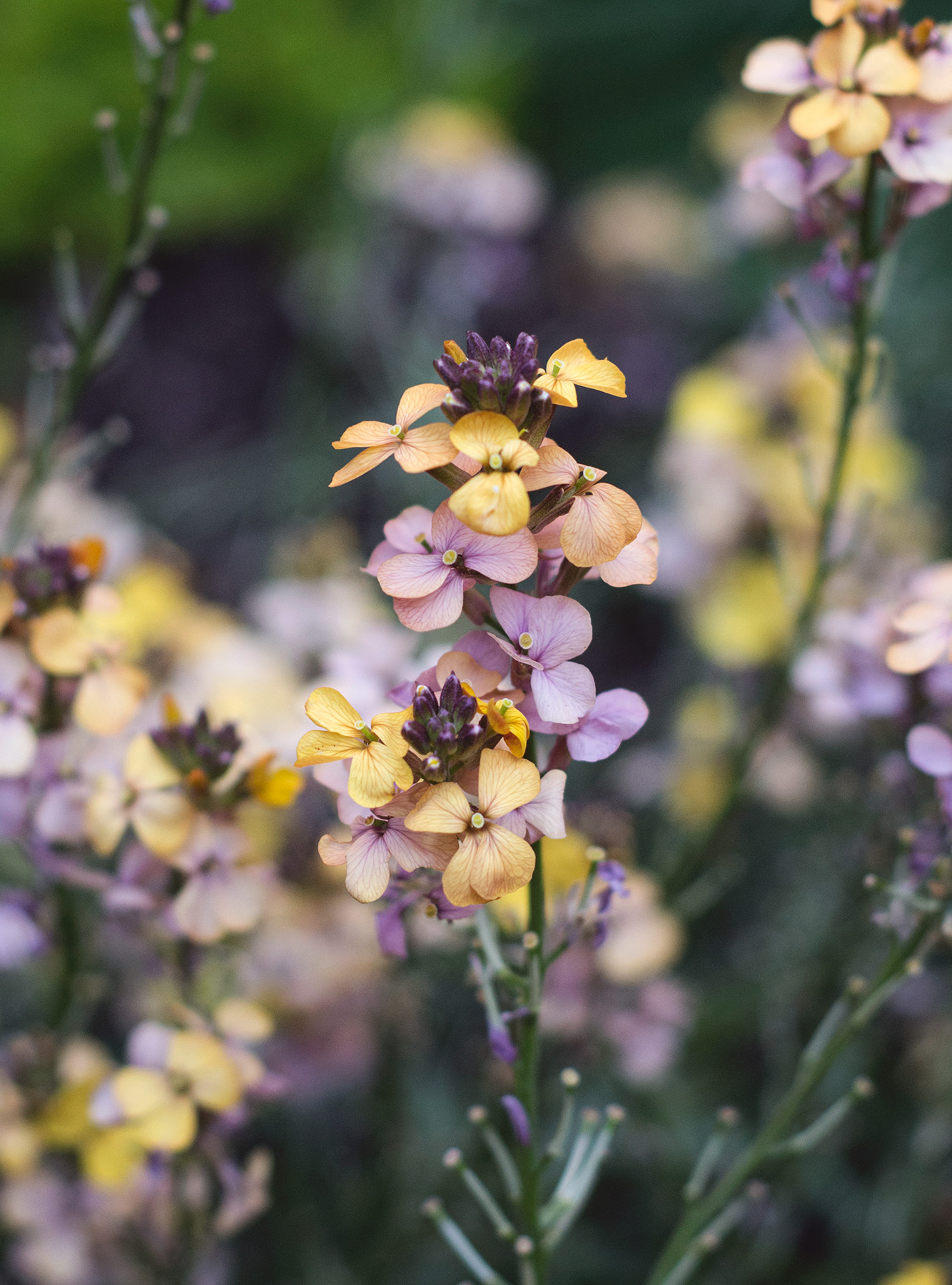 Pink and orange flowers