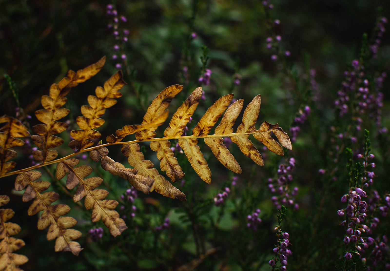 Golden fern leaves
