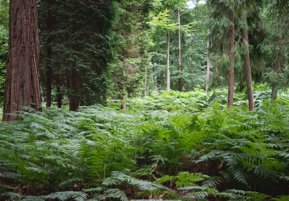 Fern lined forest path