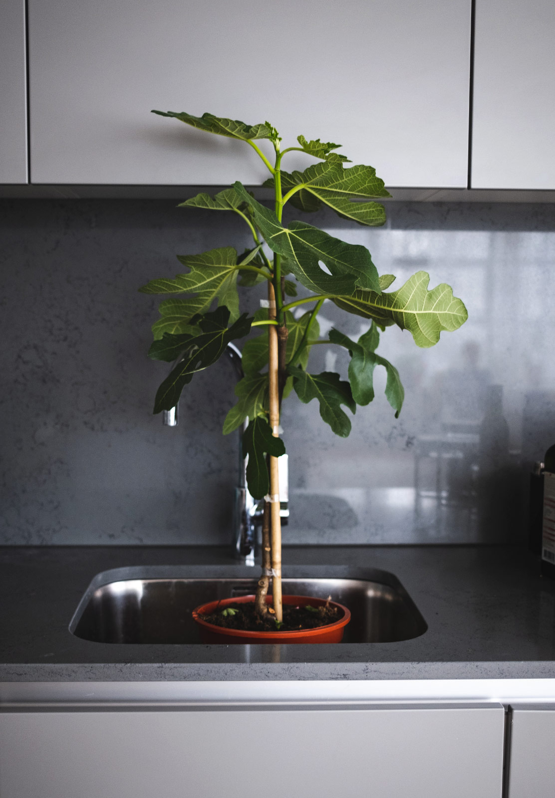 Fig tree in sink
