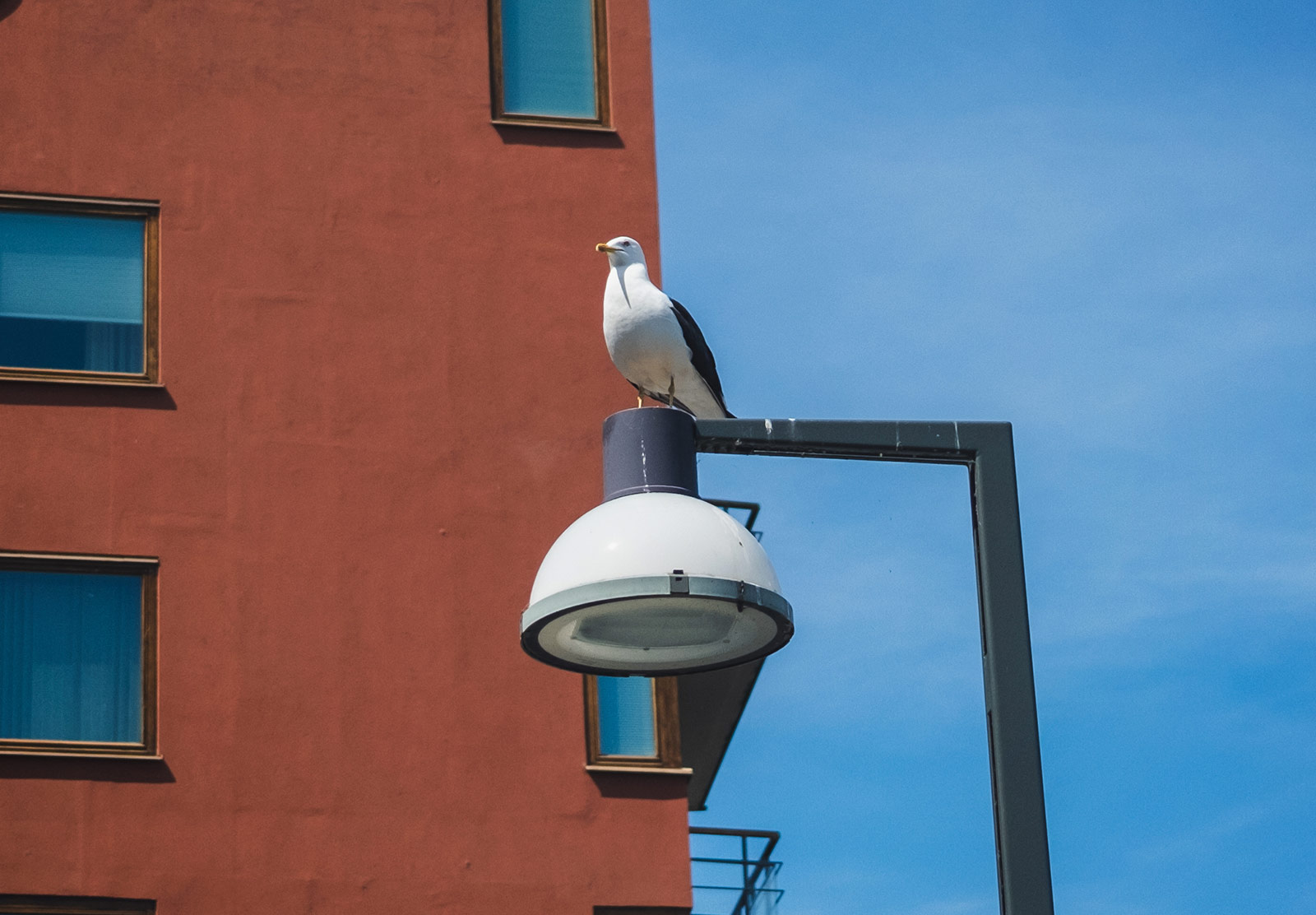 Seagull sat on a lamp post