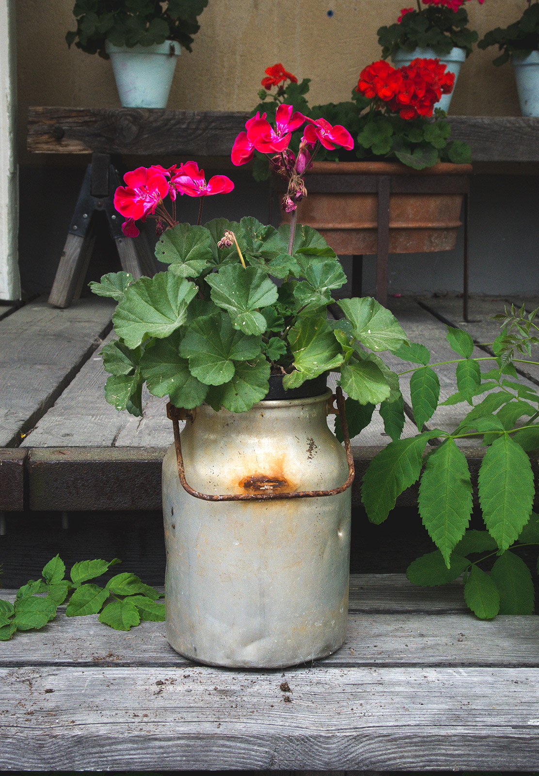 Geraniums in milk pail