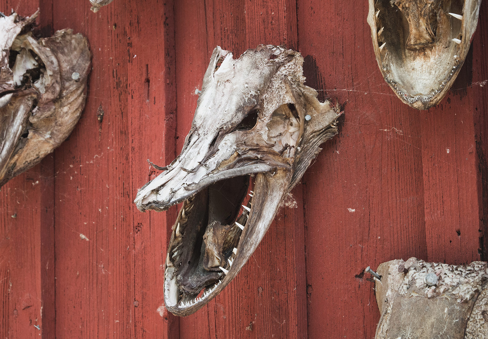 Dried fish heads