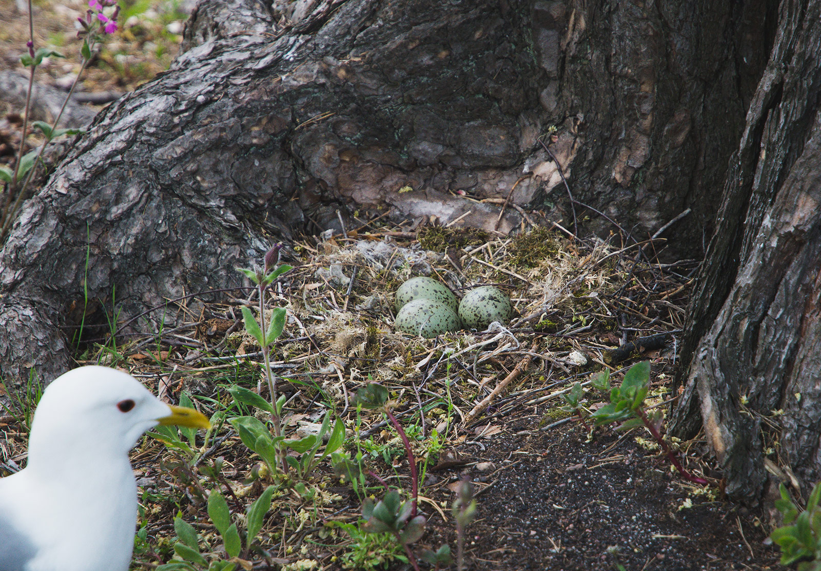 Green seagull eggs