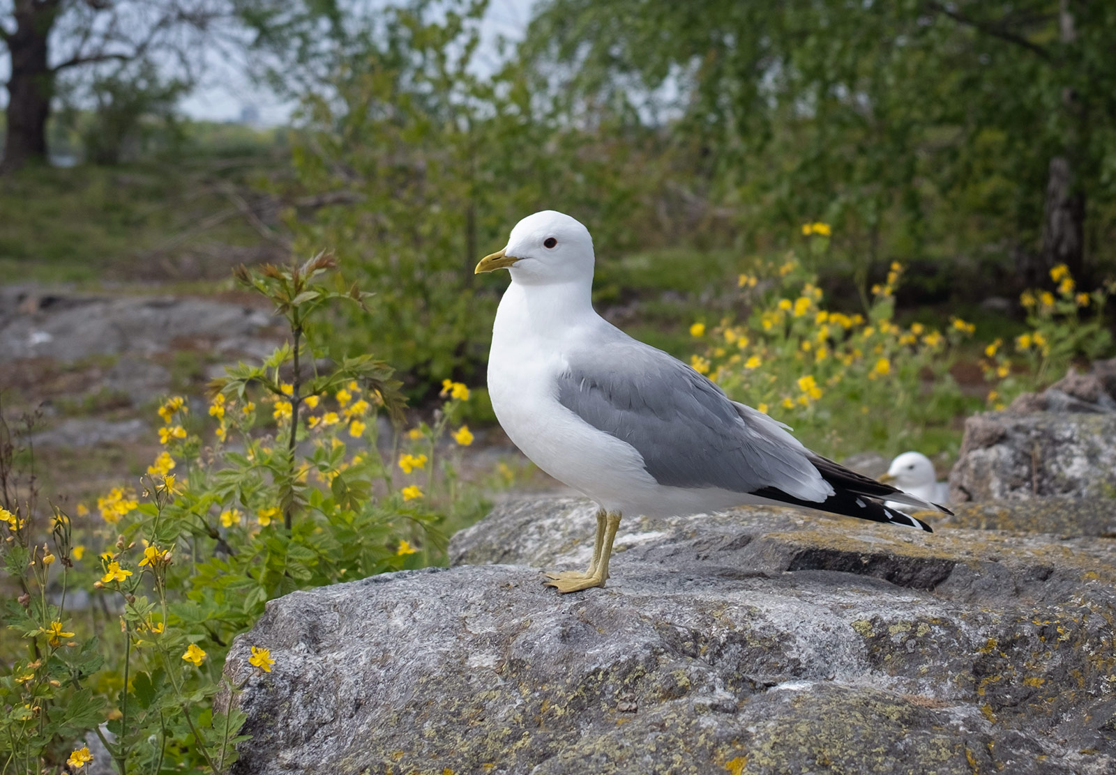 Seagull standing on a rock