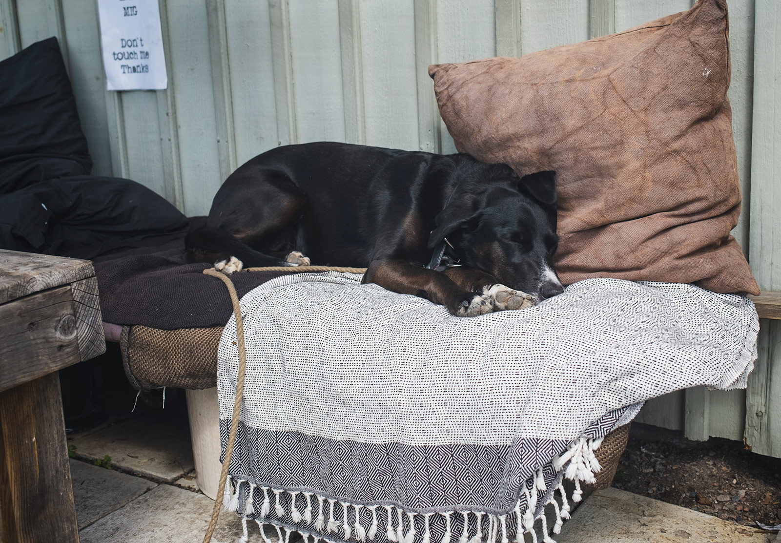 Dog sleeping on a blanket