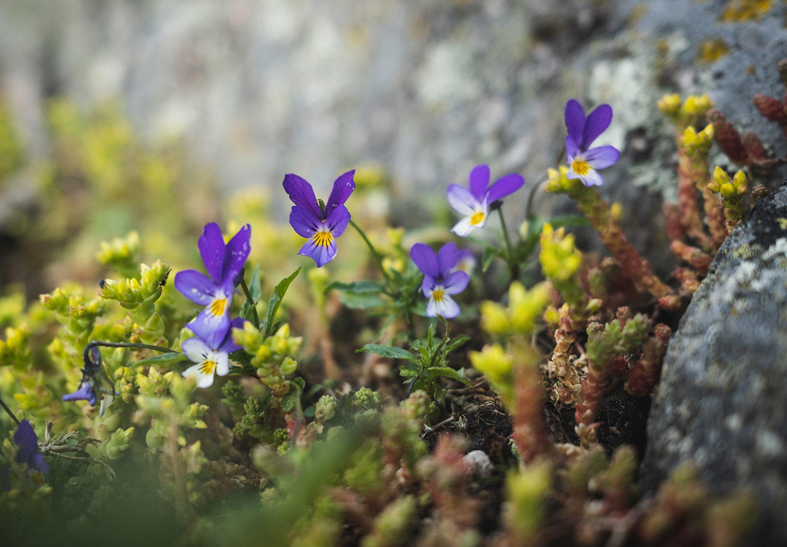 Closeup of small flowers