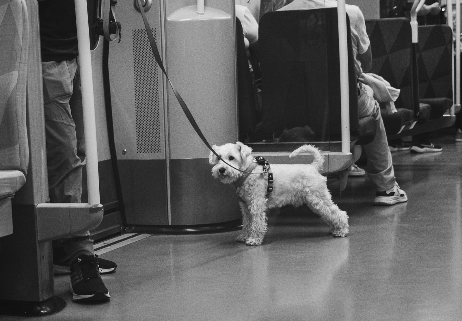 Fluffy dog on the train