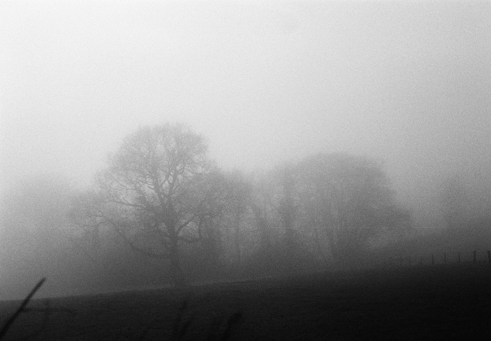 Trees in fog