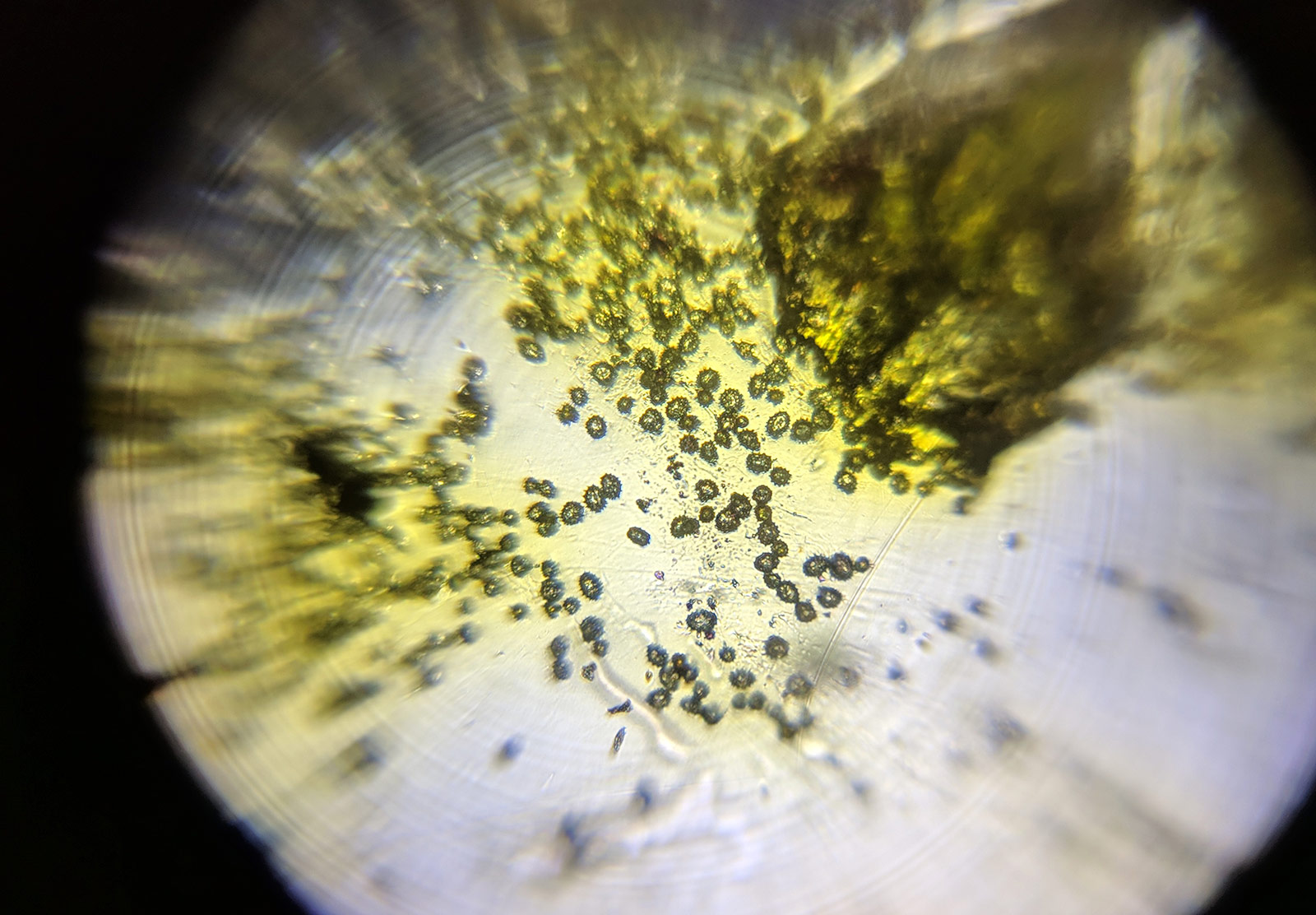 Pollen particles under micropscope