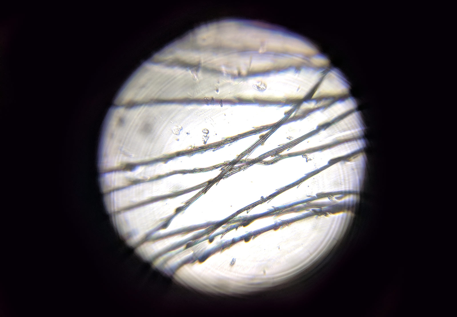 Dandelion seed under microscope