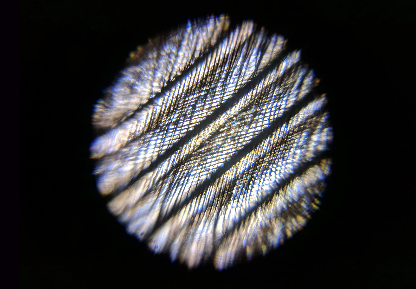 Feather fibres under microscope