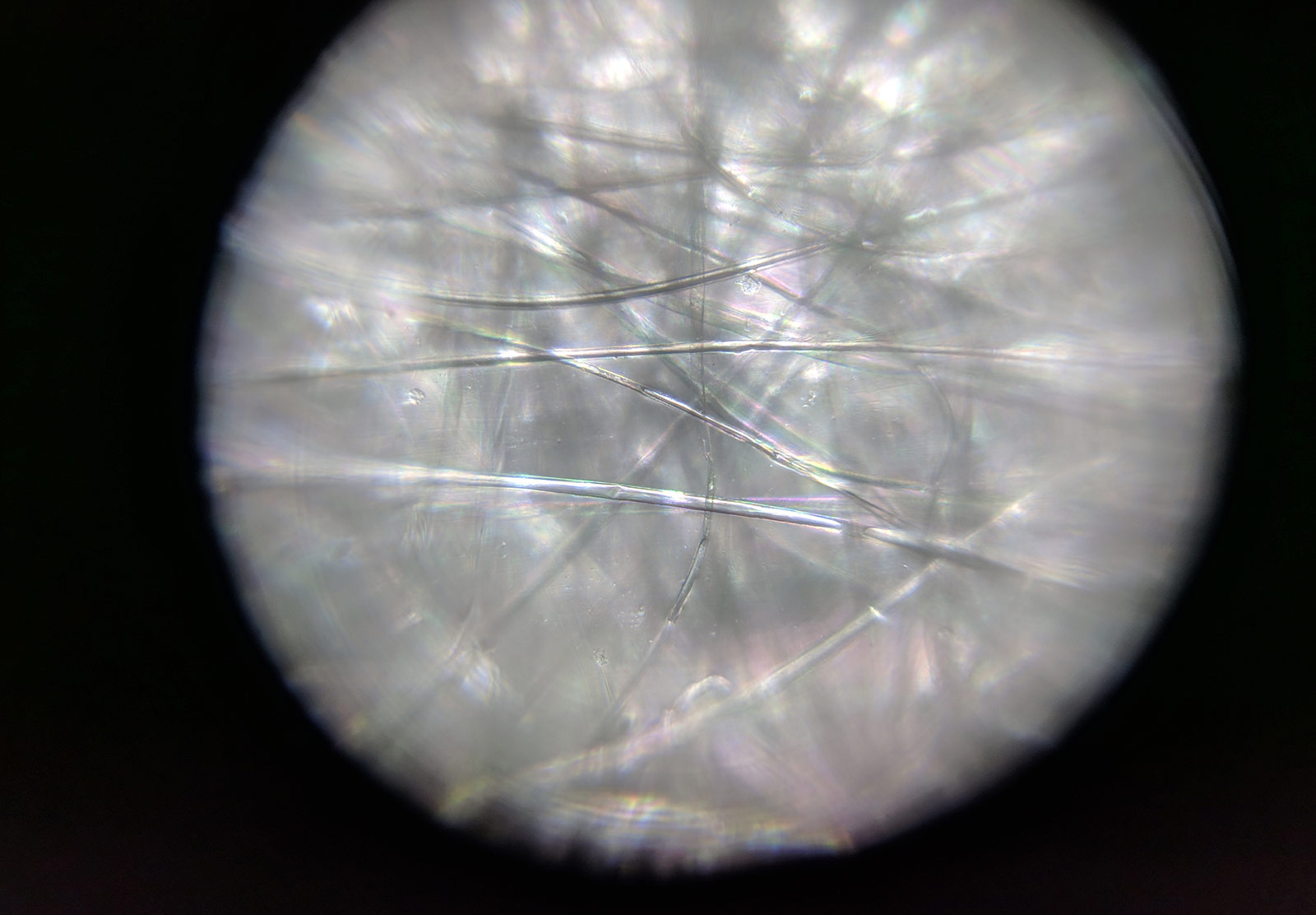 Seed fibres under microscope