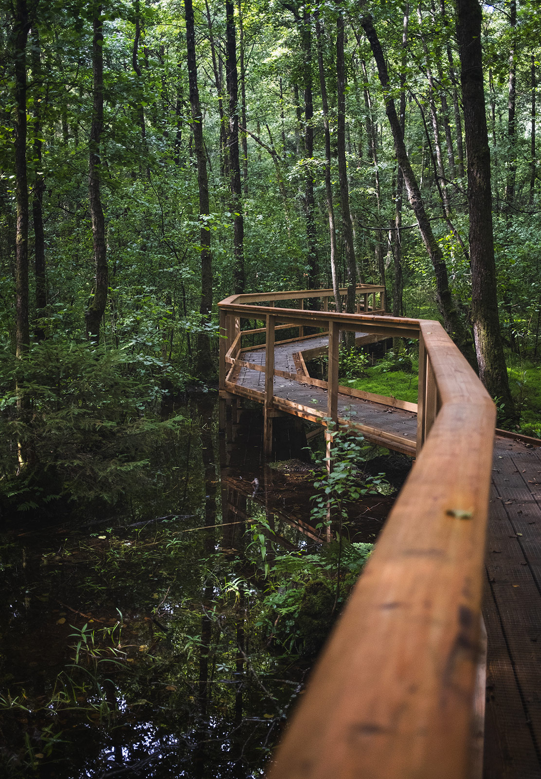 Raised wooden path in the forest