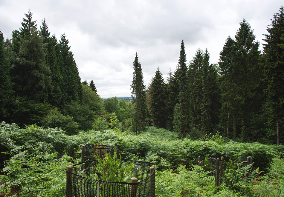 View over trees and ferns