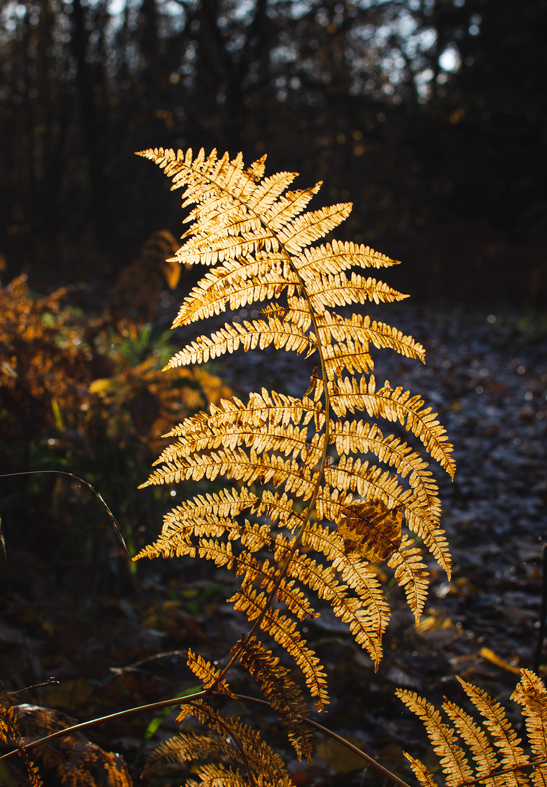 Light on yellow fern