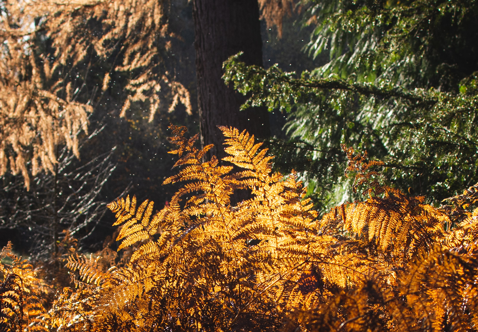 Orange ferns in the sun