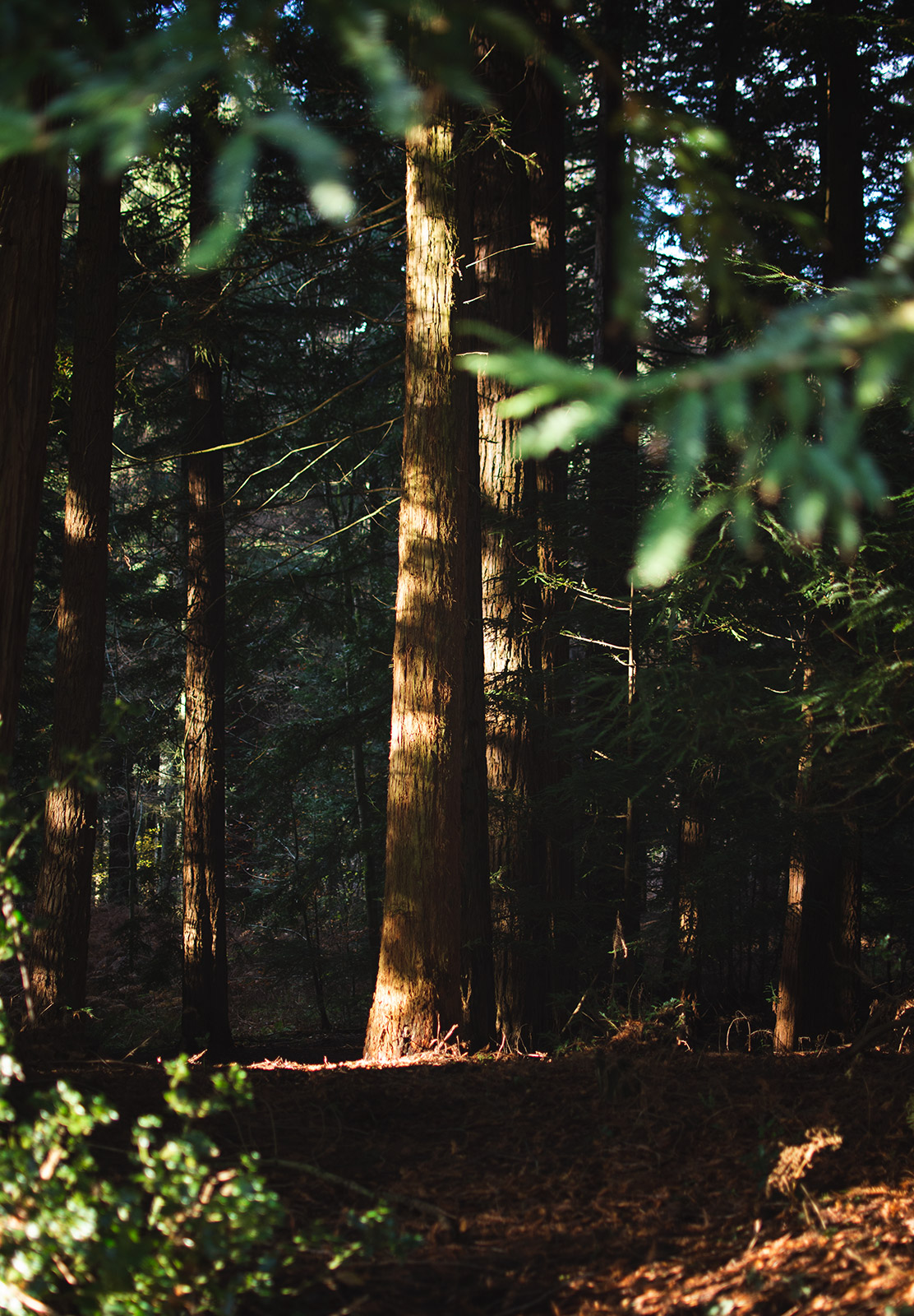 Dark forest trail