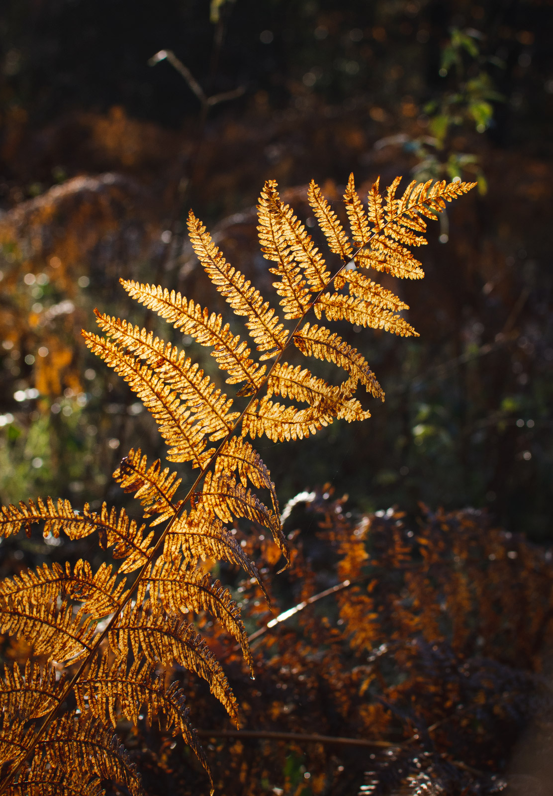 Light shining on orange fern
