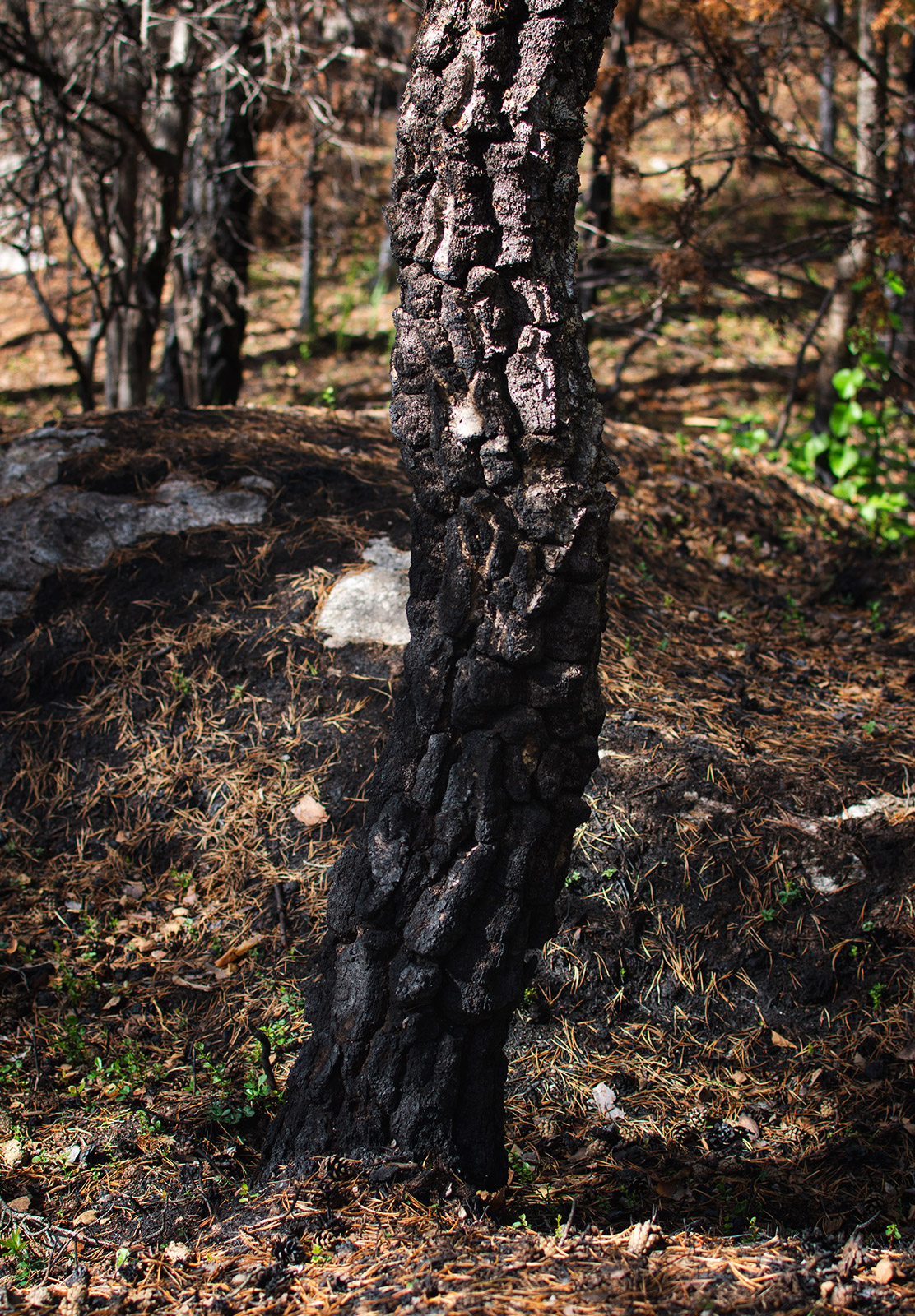 Burnt tree trunk