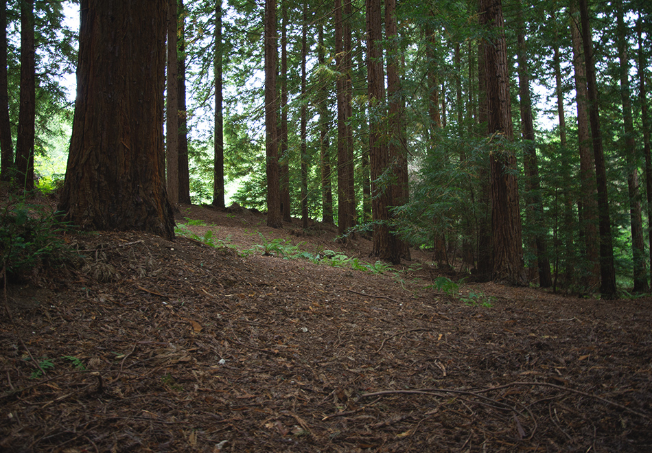 Shaded forest floor