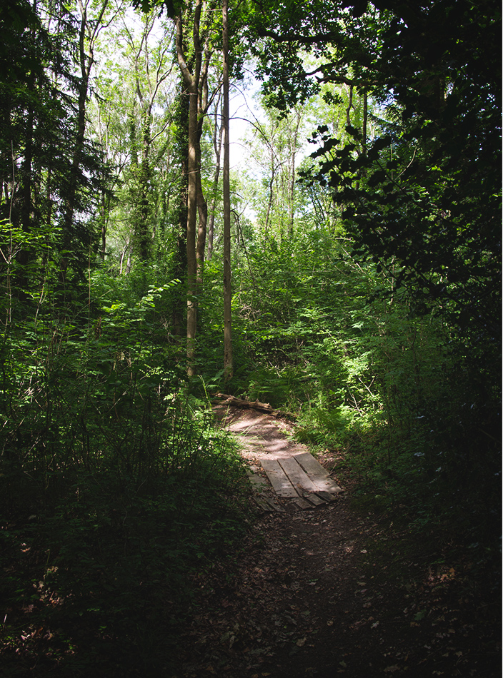 Shaded forest trail
