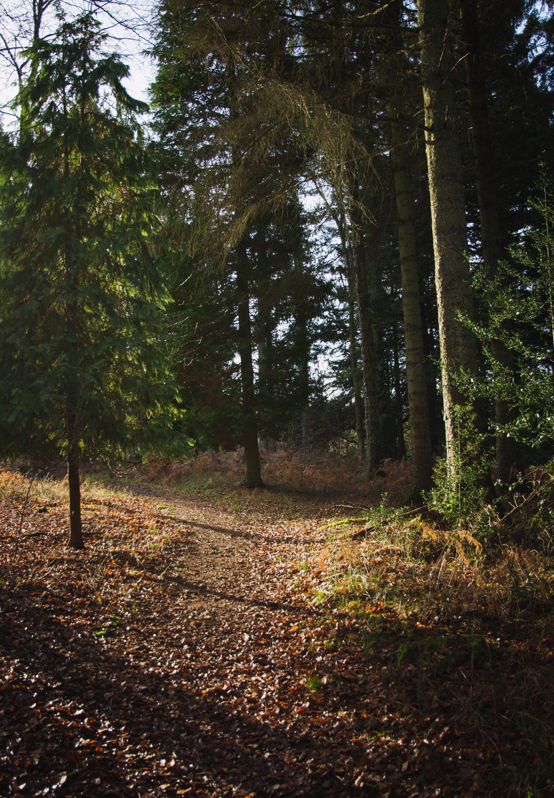 Sunlight on path