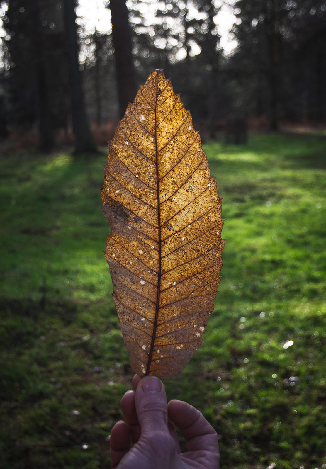 Sun behind leaf